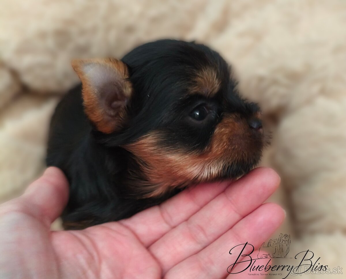 Yorkshire Terrier s PP (rodokmeňom), York, šteniatka