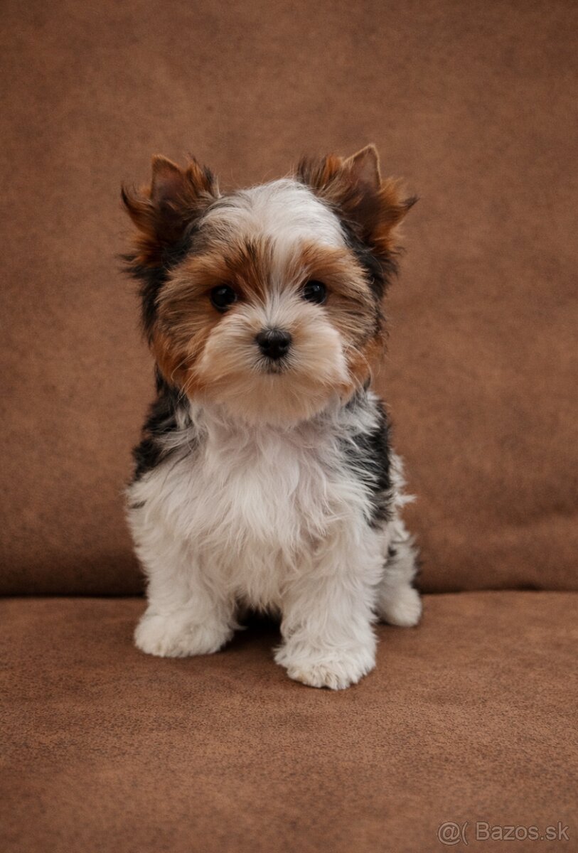 Biewer Yorkshire terrier - sučka s PP