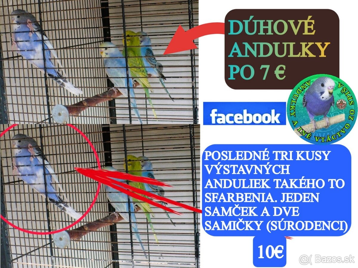 Dúhové andulky+výstavné