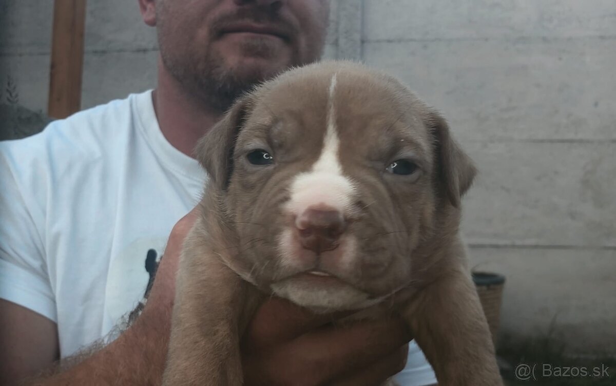 American Bully-Ch.S Family Muscle Bullies