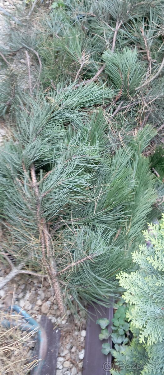 Čečina ,borovica čierna