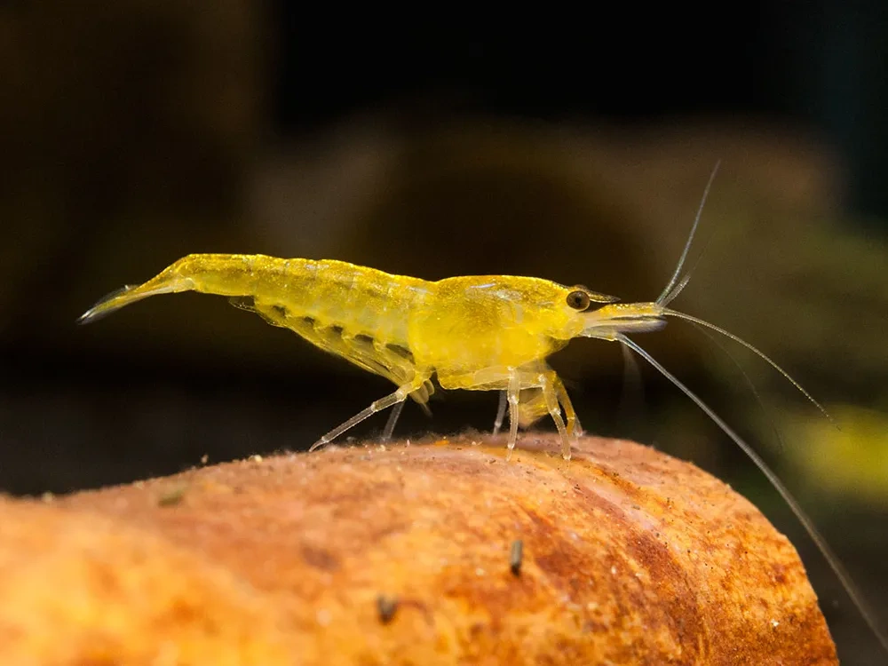 Predám žlté krevetky.