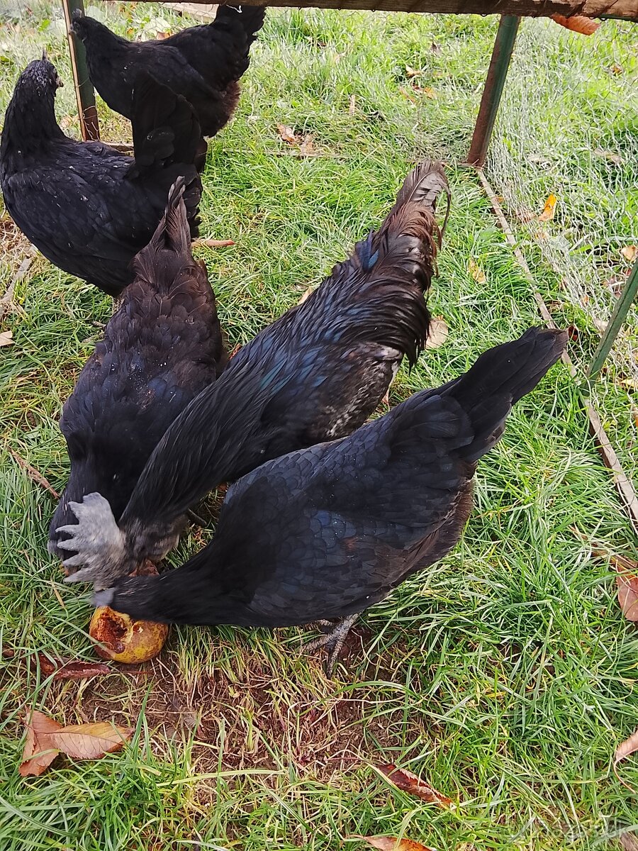 Ayam cemani