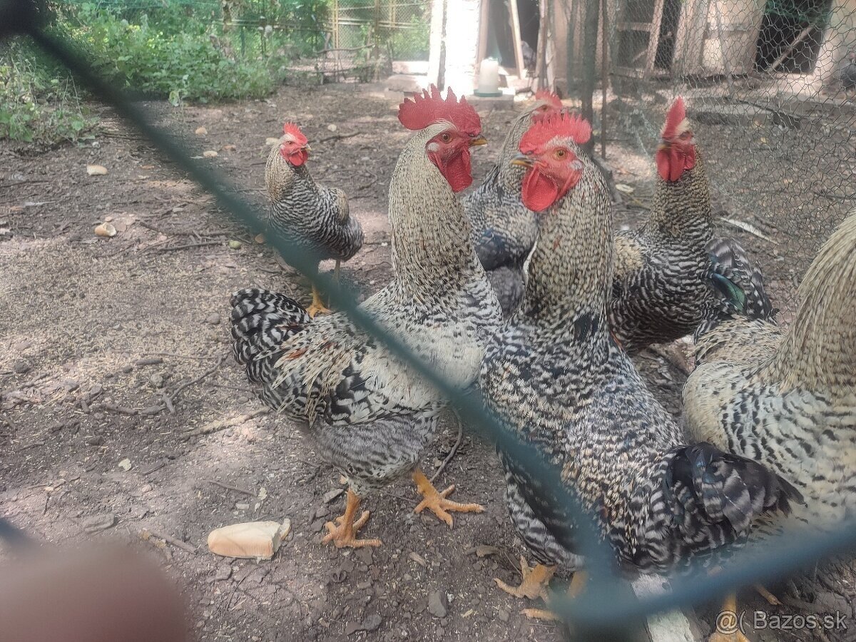 7-mesační kohúti Black Star.