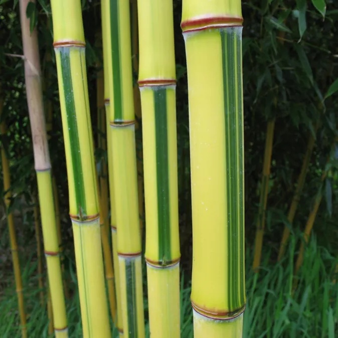 Bambus.