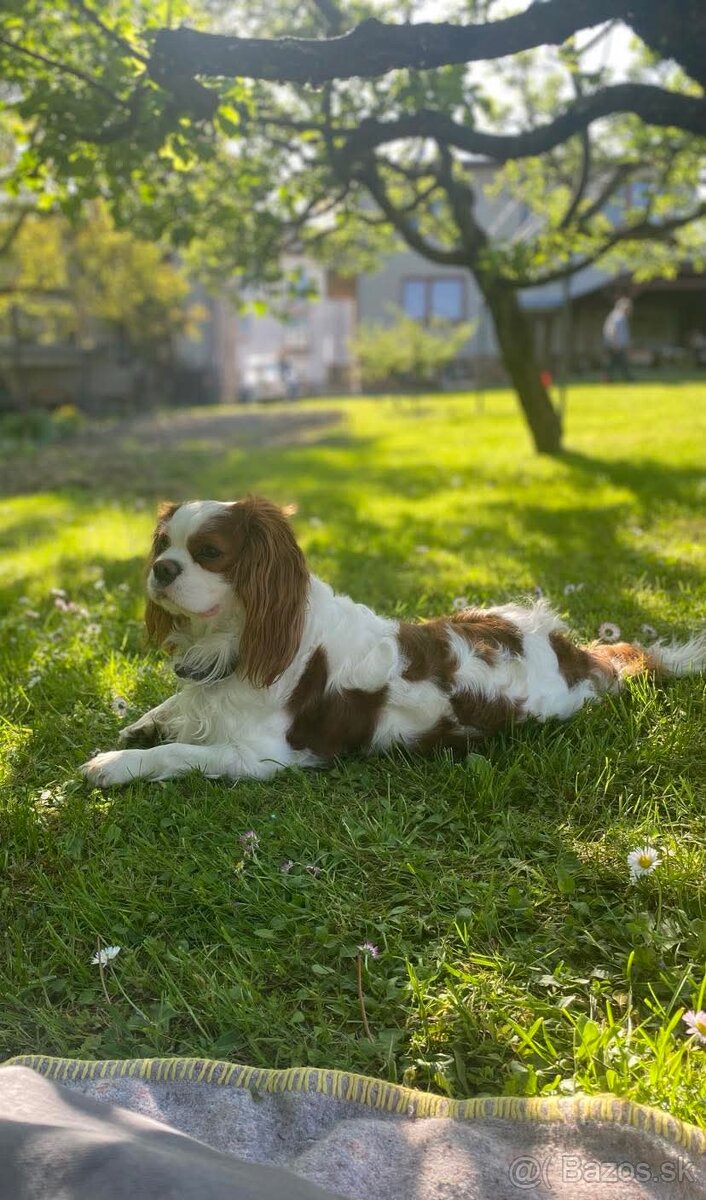 Cavalier - Hľadáme fenku na krytie