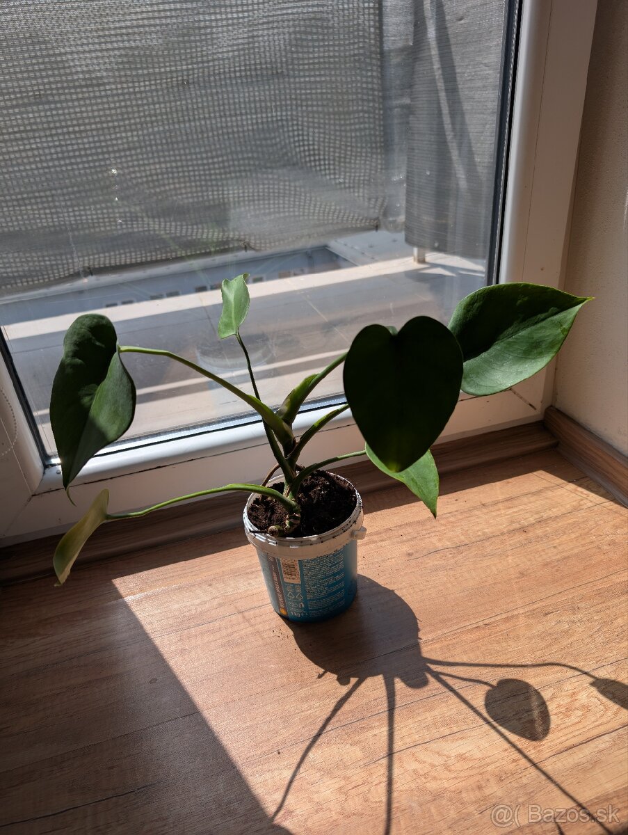 Monstera Deliciosa