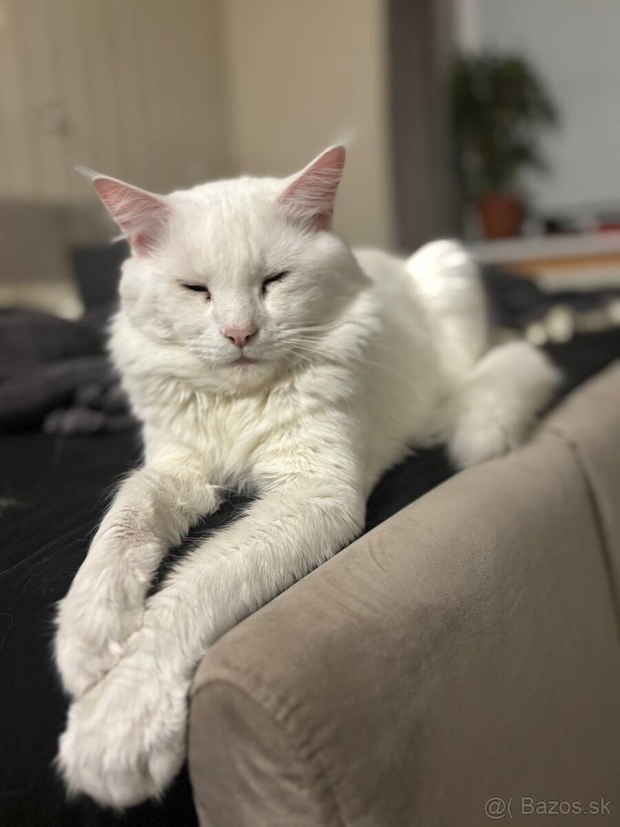 Maine Coon, Kocúrik na krytie