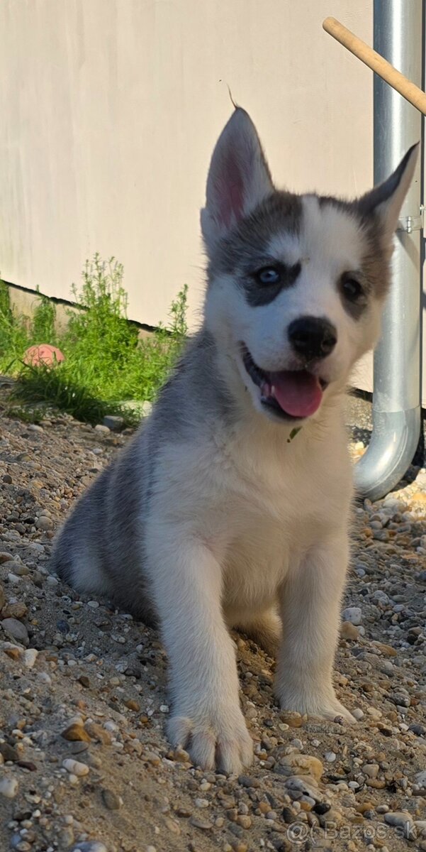 Steniatko husky