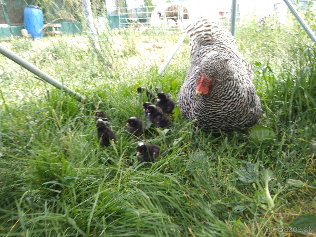 Amrokska pásikavá - kvočka + 11 kuriatok