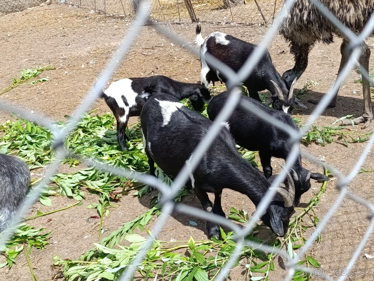 Holandské mini kozičky