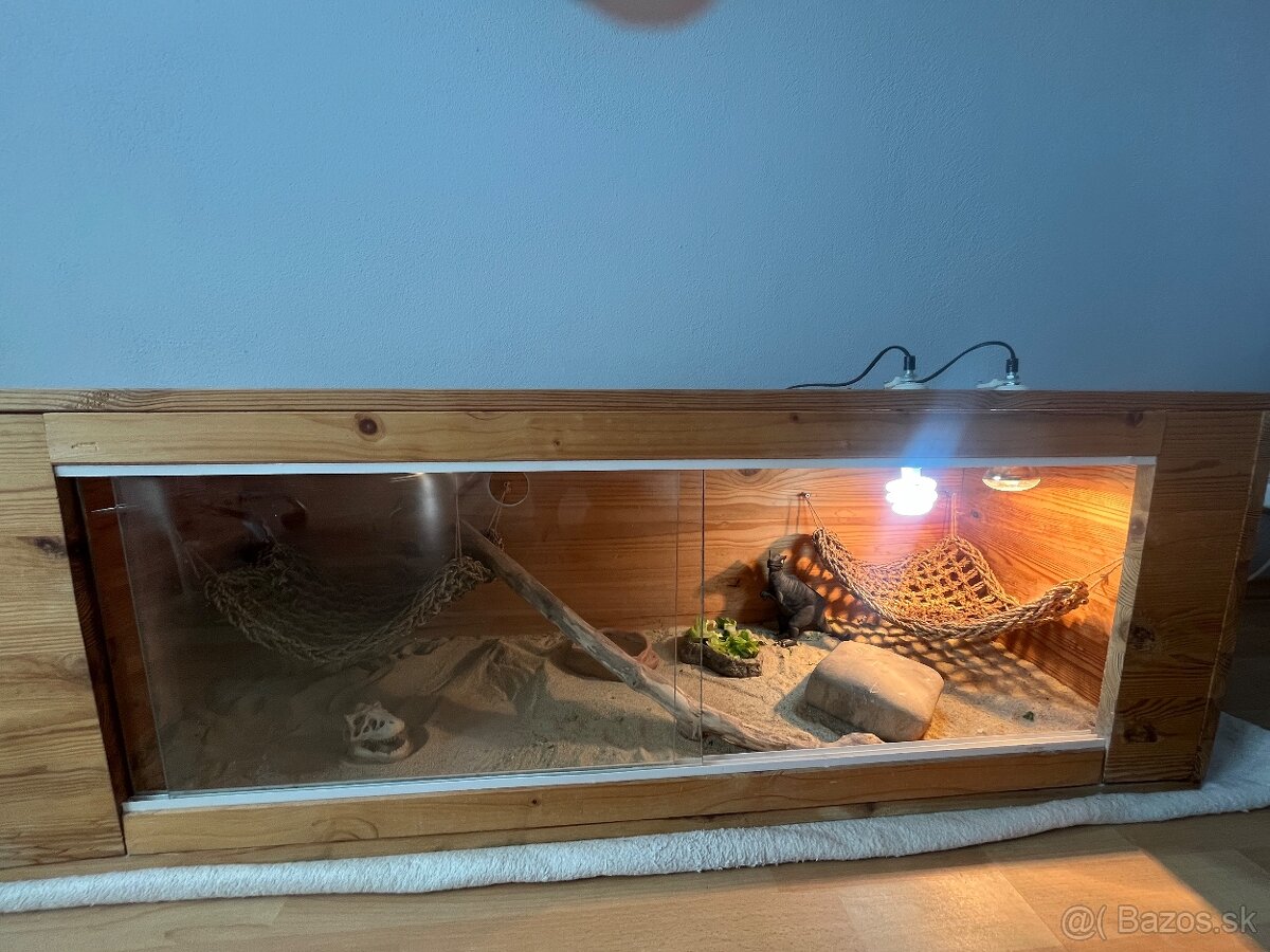 Terarium + samec agamy bradatej