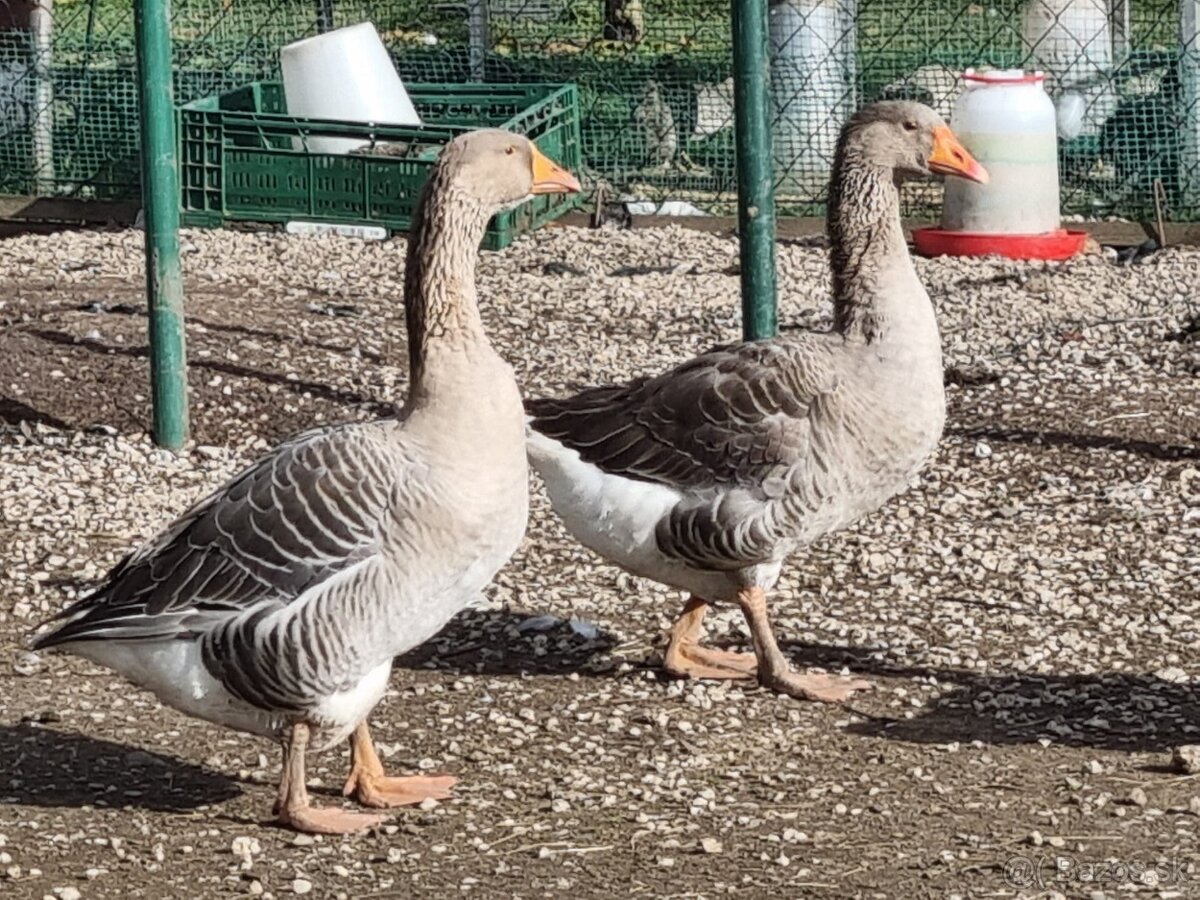 Tulúzska hus , Slovenská biela hus