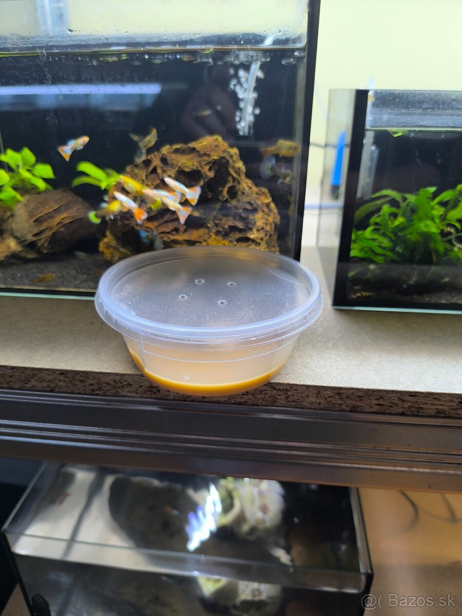 Mikry (mikročervy) – TOP živé krmivo