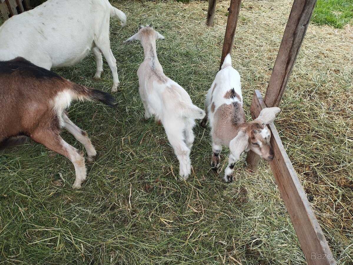 predám kozy a kozlatá