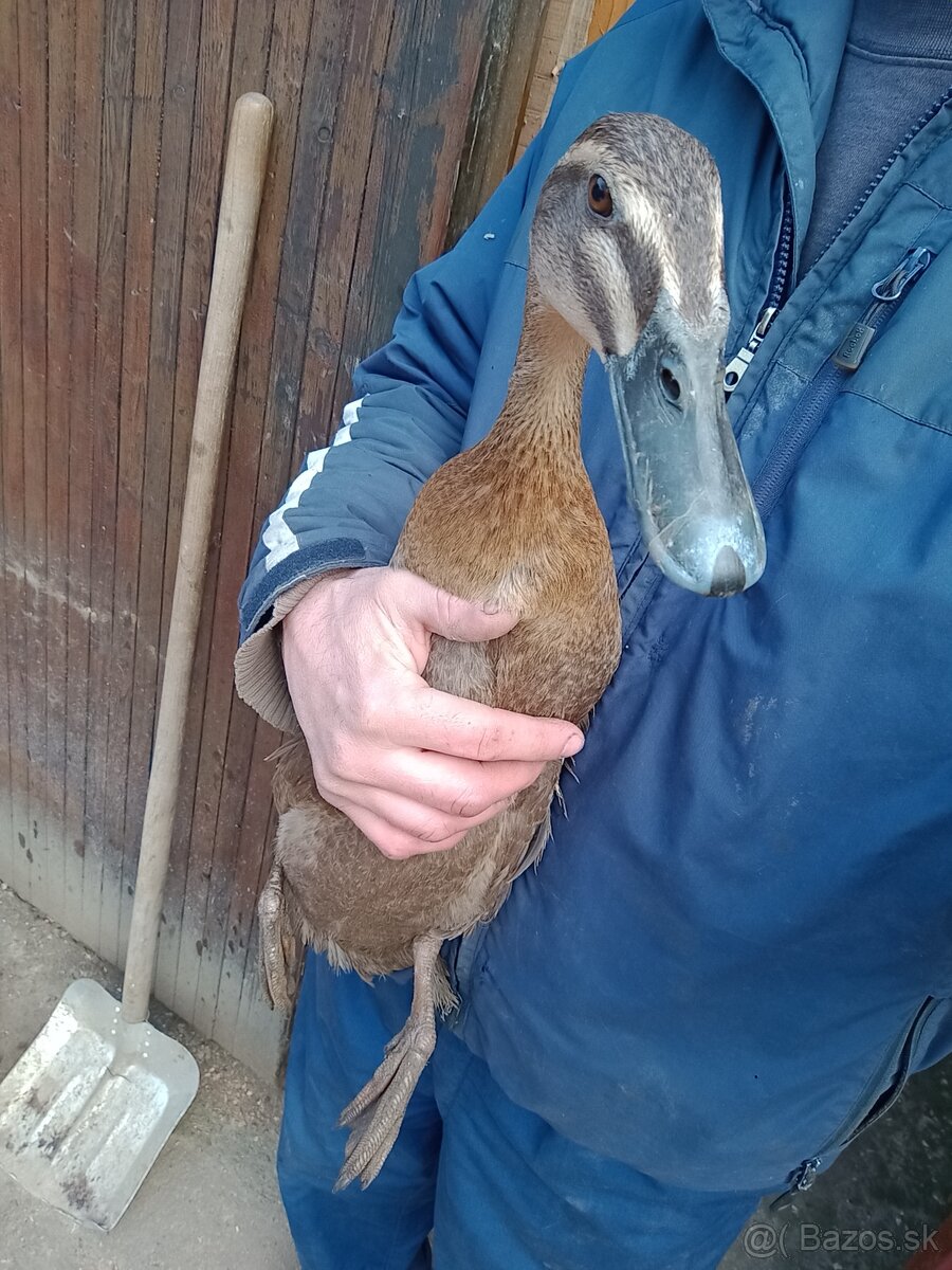 Indický bezec. Indicke bezce. DOSPELÉ