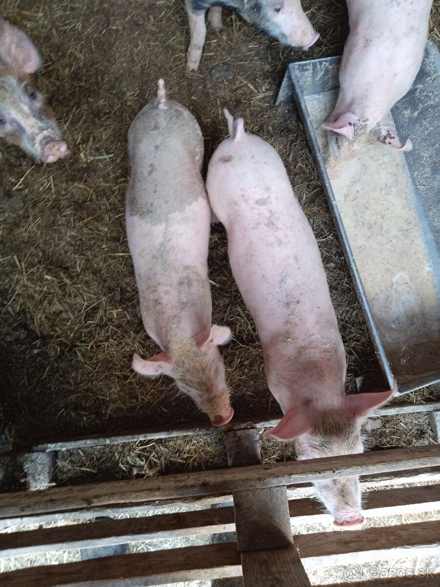 Odstavcata