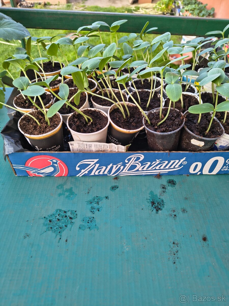 Priesady uhorky, paradajky