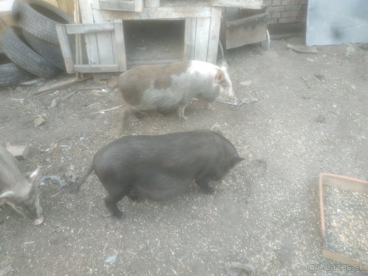 Predaj