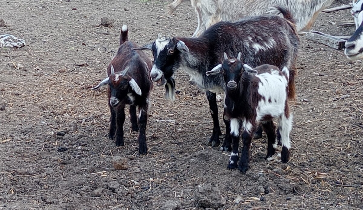 Kozliata