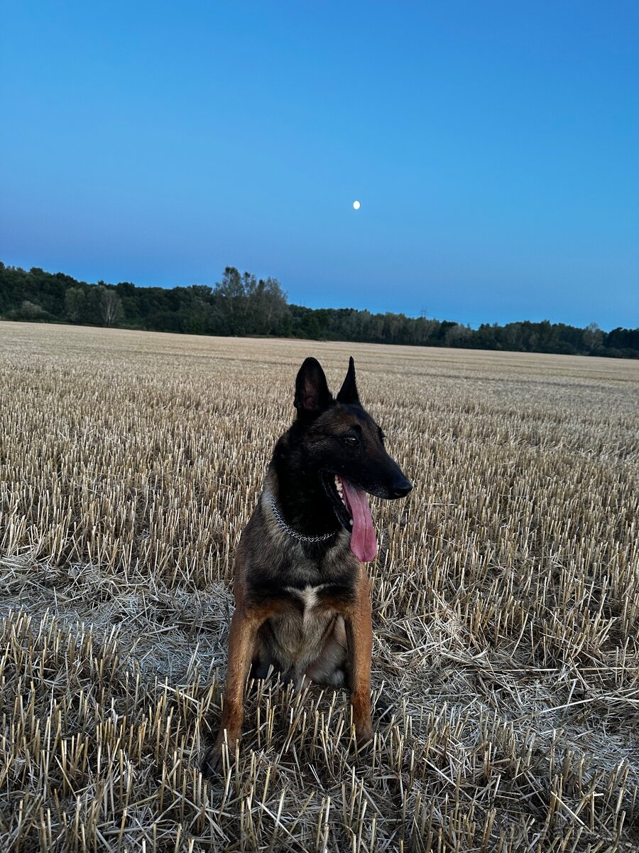Belgický ovčiak - malinois