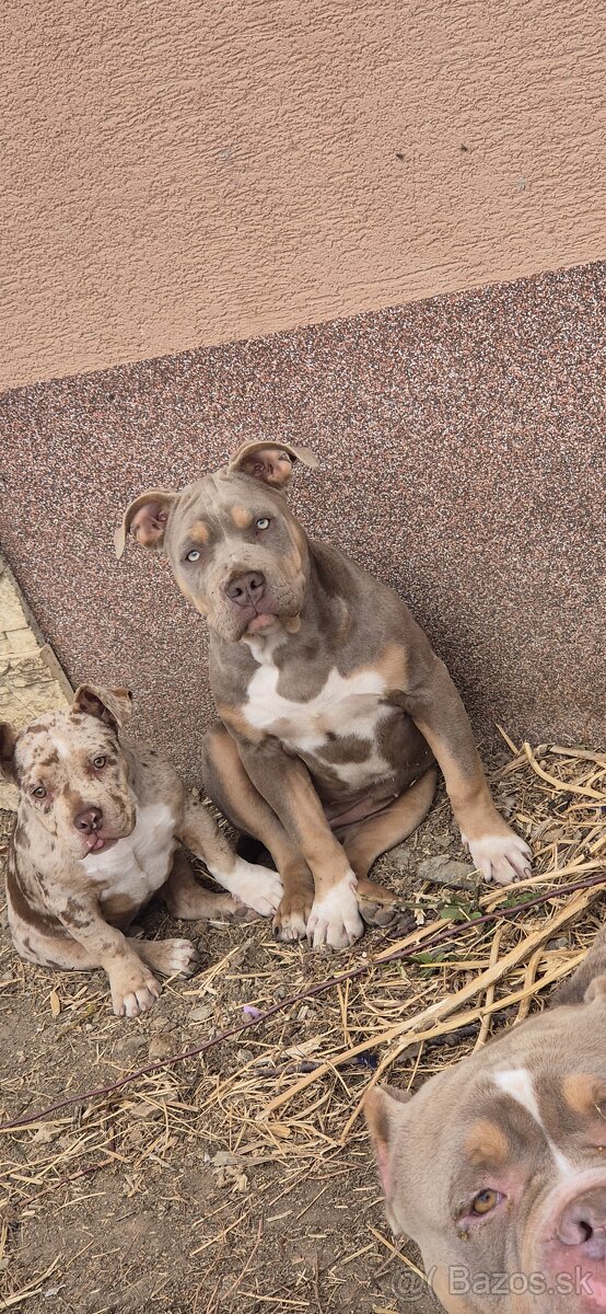 American bully
