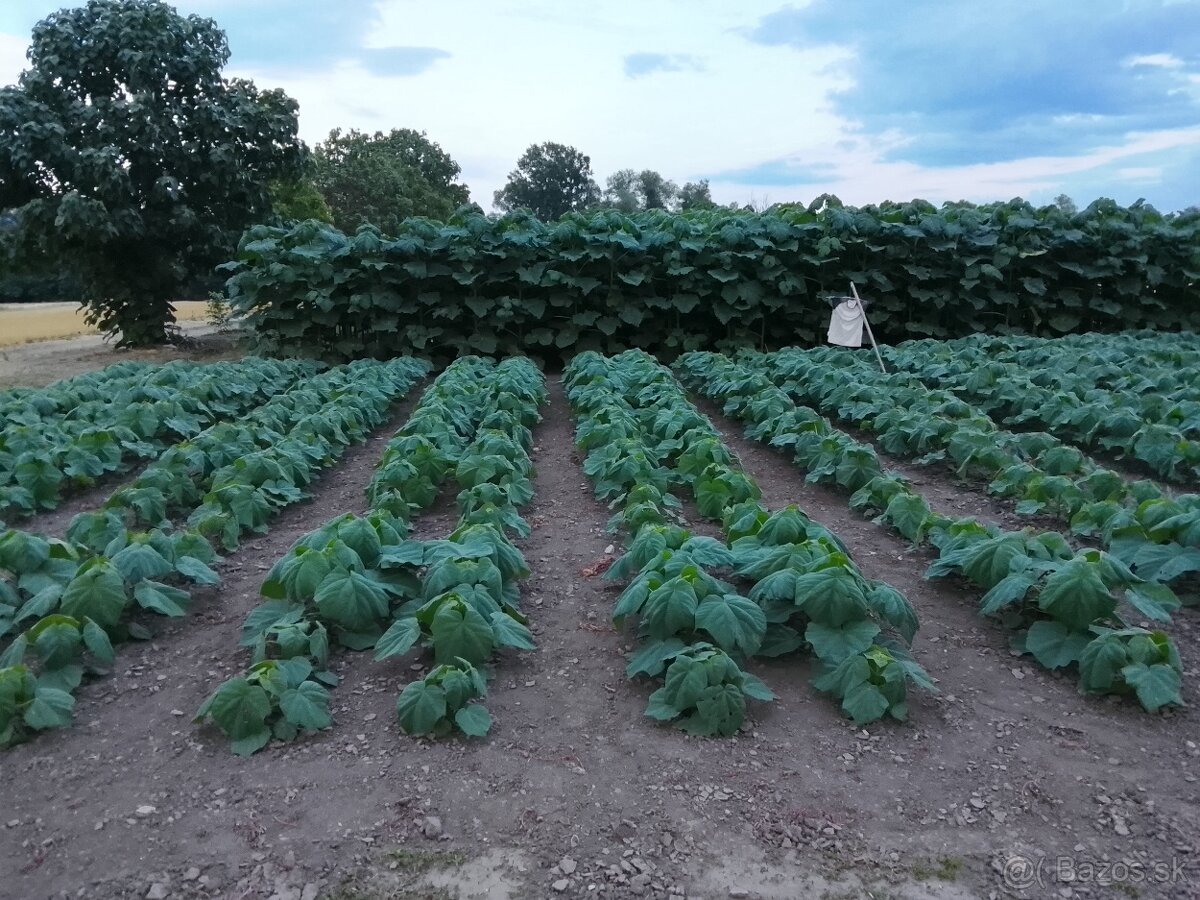 Paulownia Shan Tong  Agát sadenice