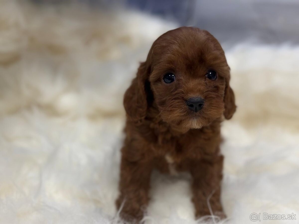 Cavapoo