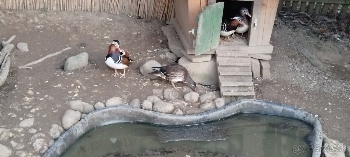 Predám kačice mandarínske