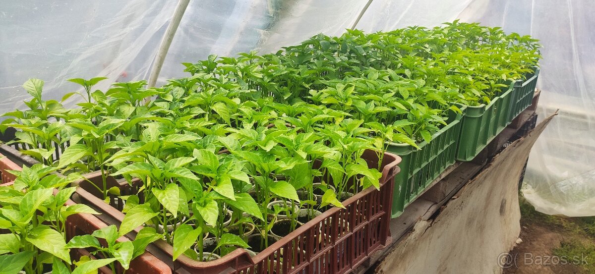 PRIESADY PLANTY