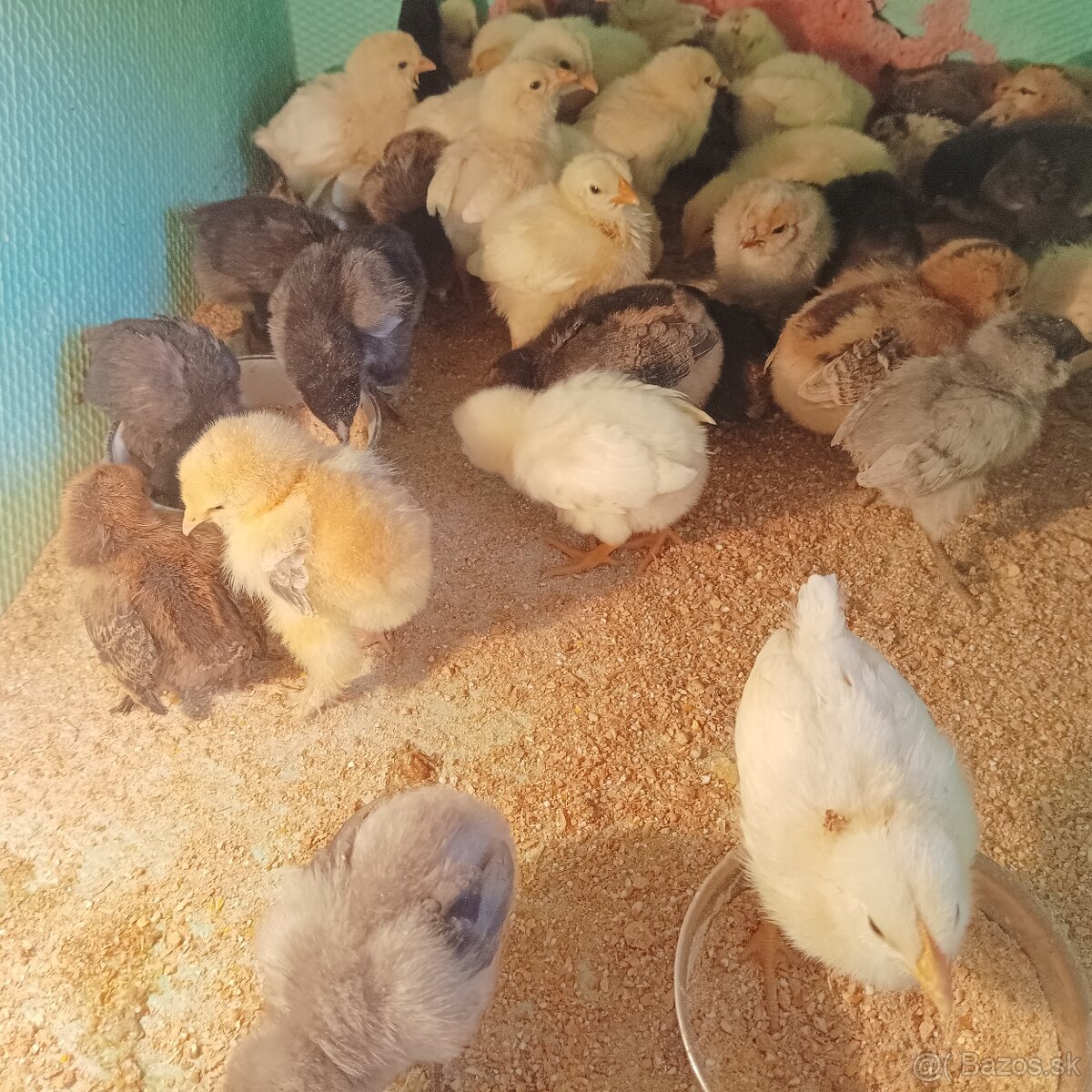 Araucana