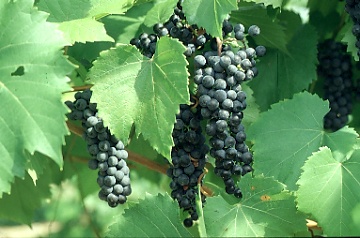 Vinič bakó