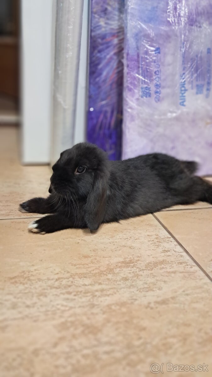 Mini lop barancek samicka