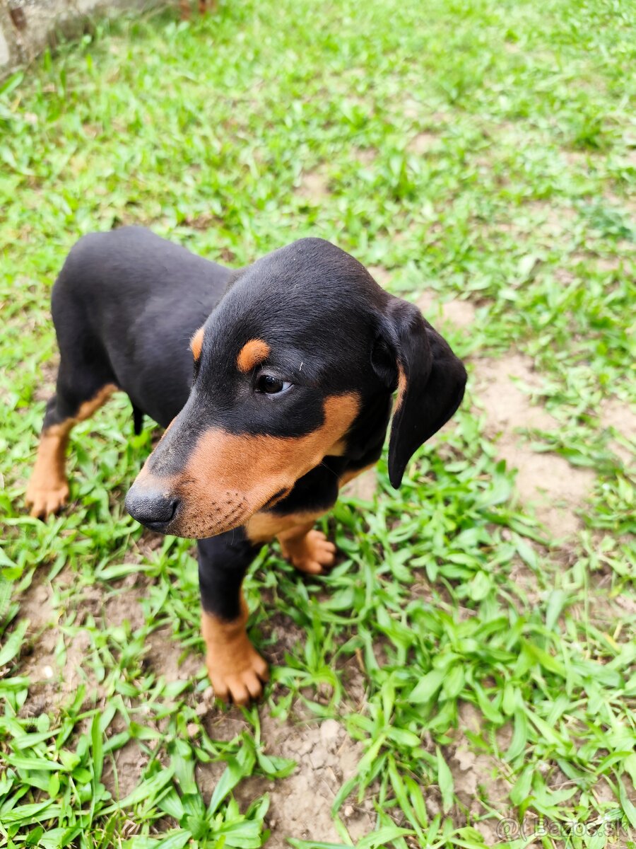 Doberman šteniatka