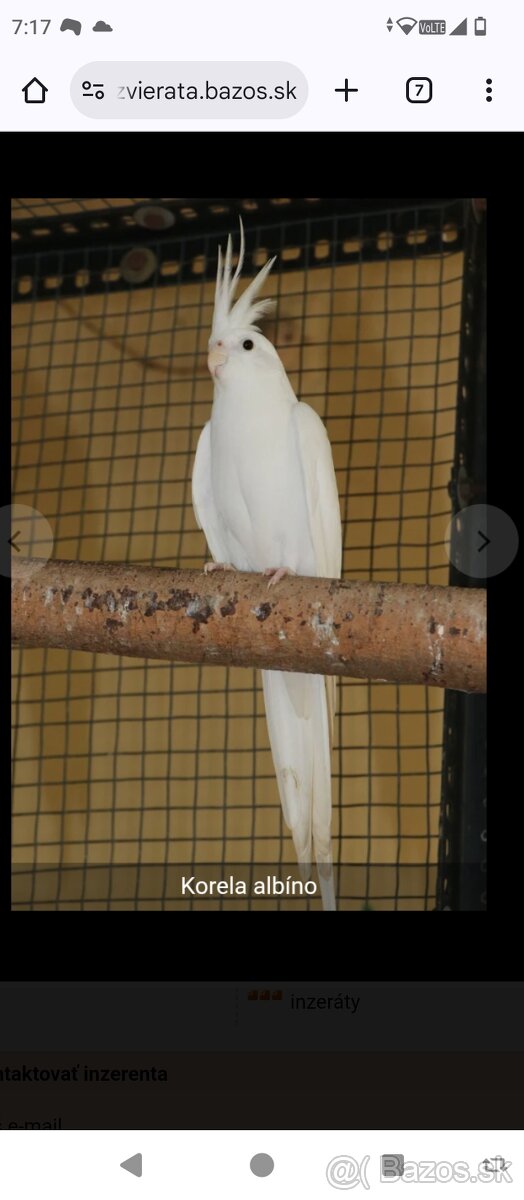 Ručne dokrmeny samec 2025 albino