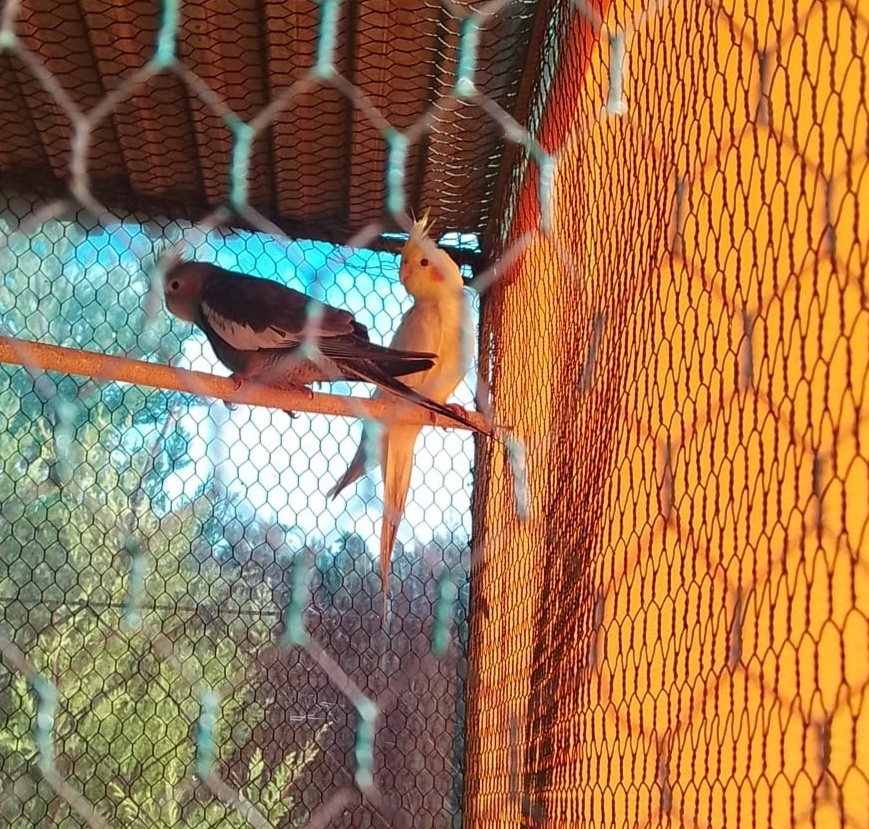 Predám mladé korely a andulky