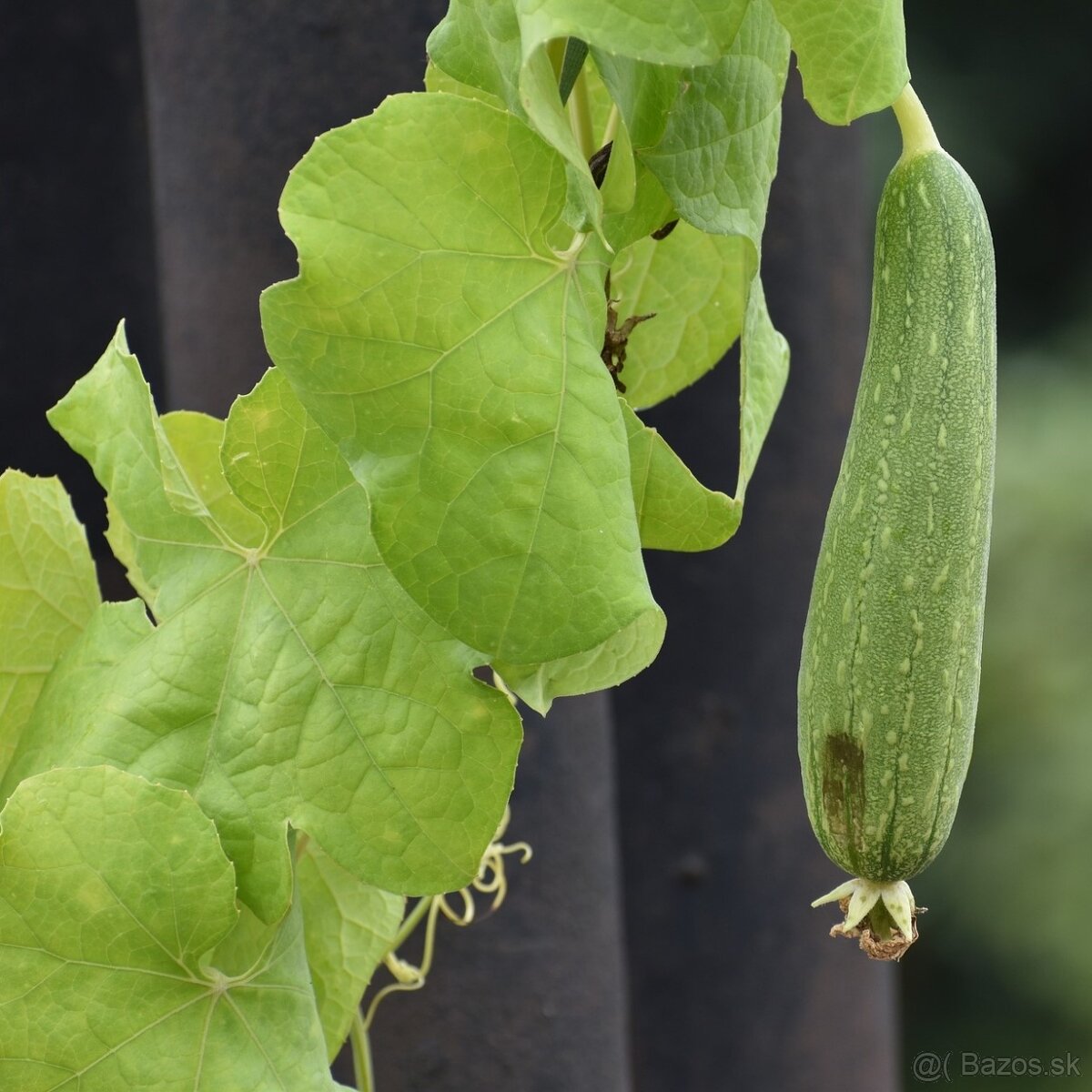 Lufa valcovitá (semená)