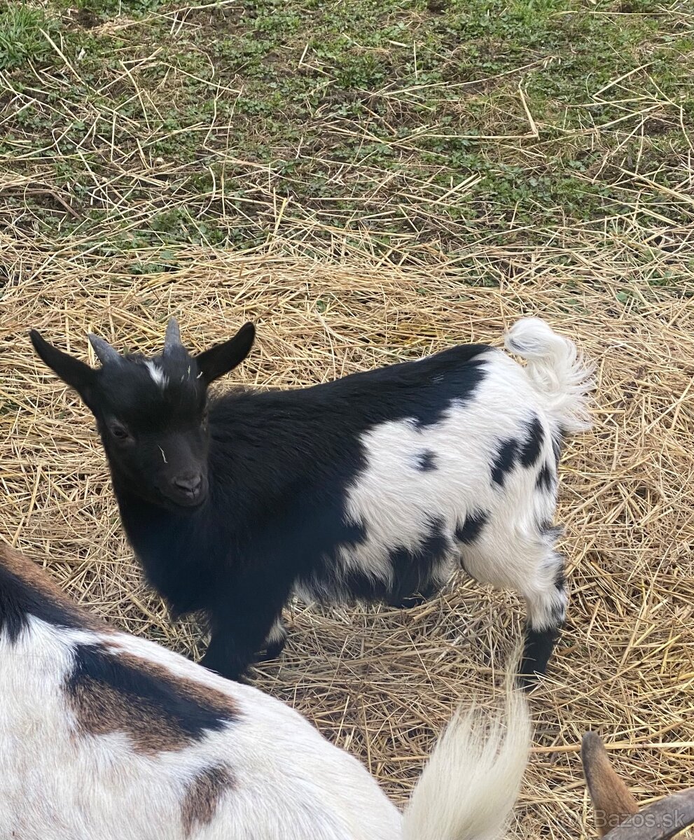 Holandska mini kozička, Minikozičky, Koza, Kozy
