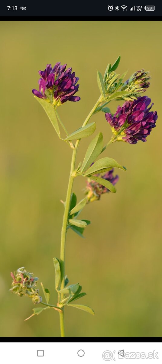 Lucerna siata