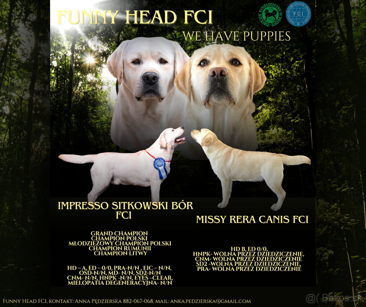 labradorský retriever FCI - žlté šteniatka - otec Grand šamp