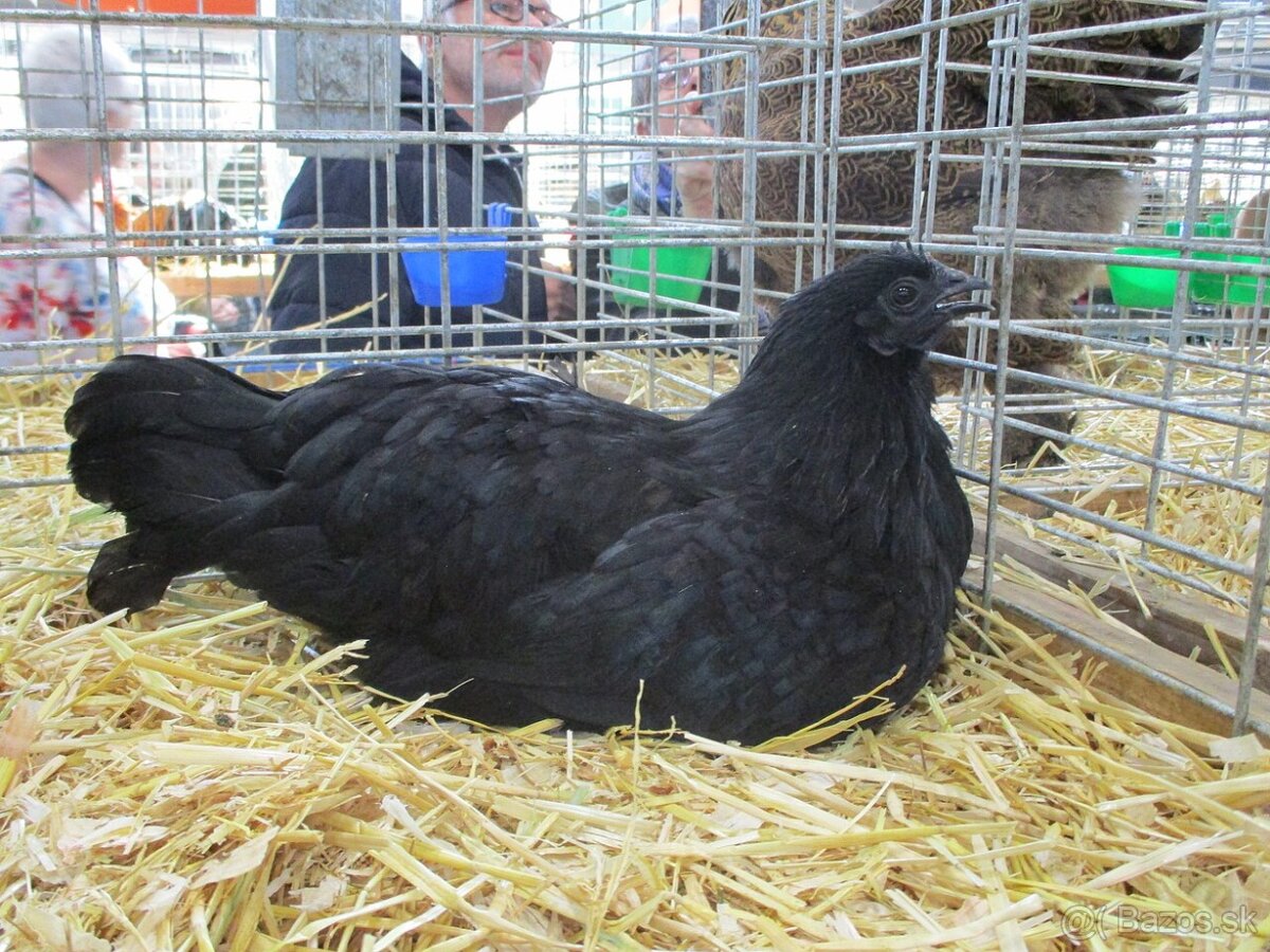 Ayam Cemany sliepocka