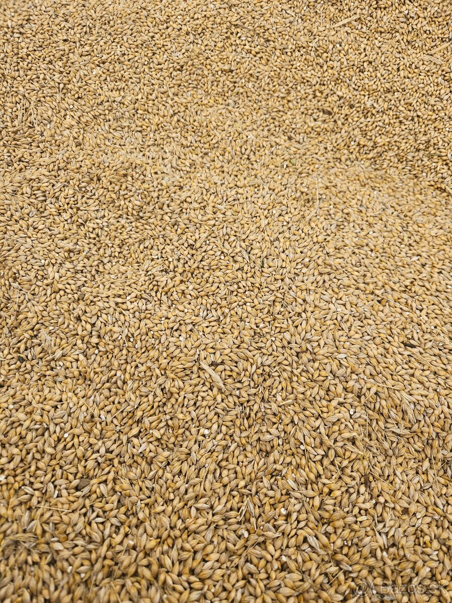 Jačmeň