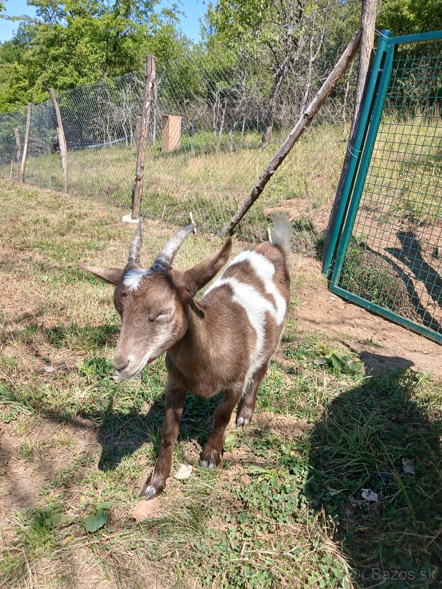 Minikoza