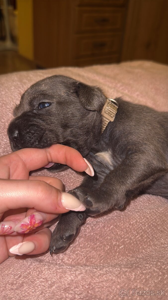 Cane Corso šteniatka