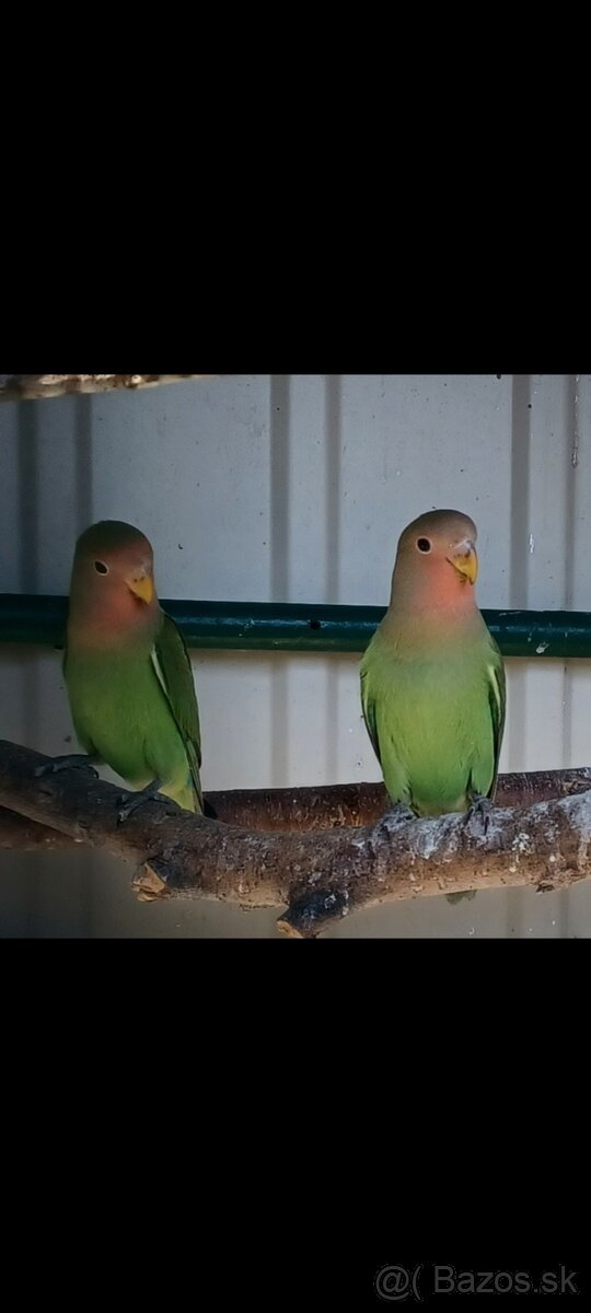 Agapornis rúžovohrdlý