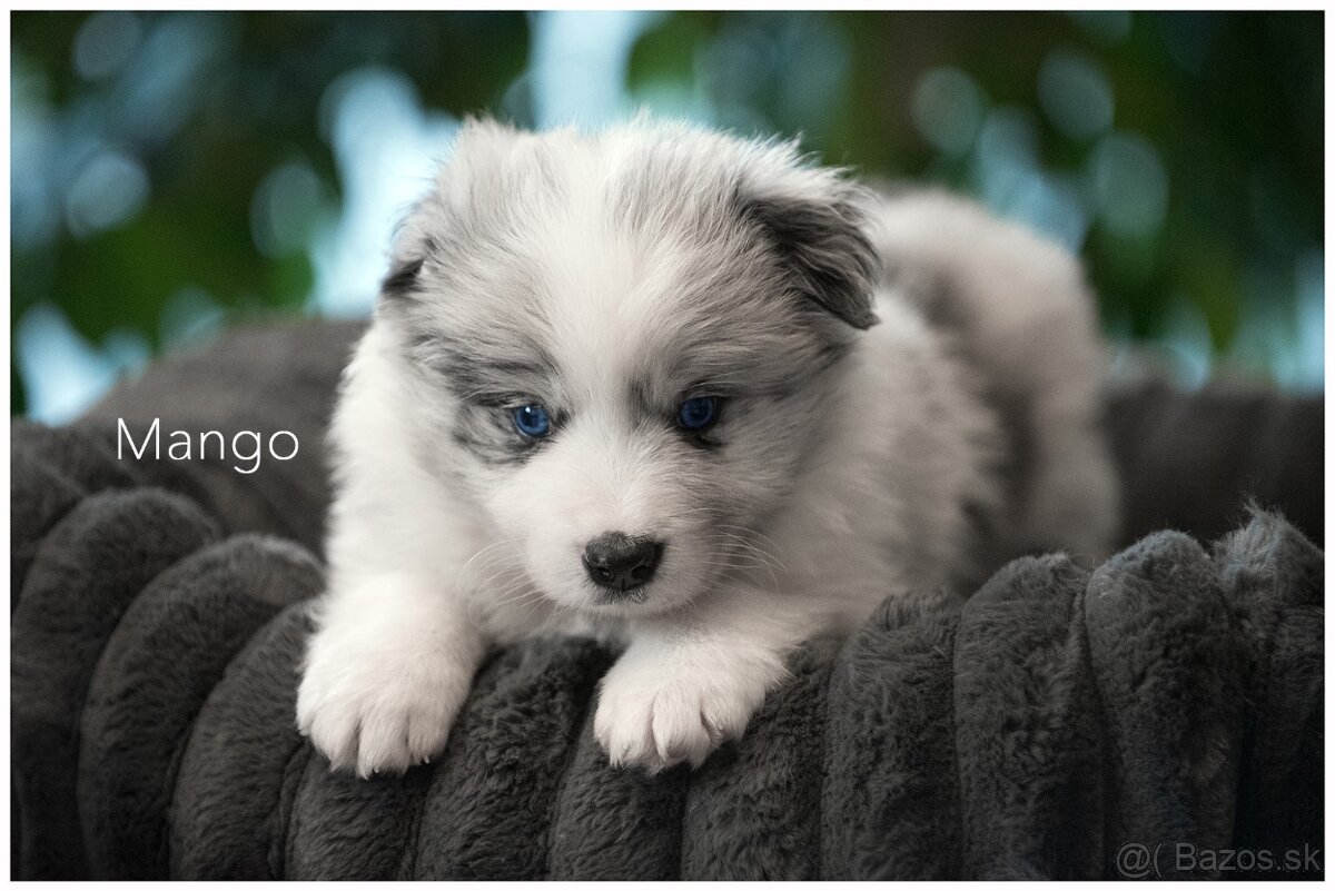 Border Collie Border Kolia s PP FCI  barva Blue Merle