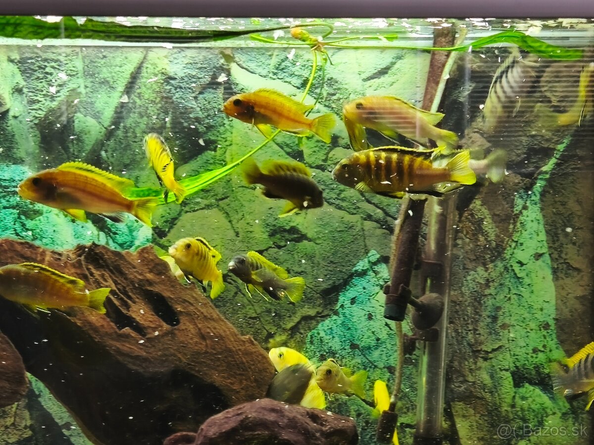 Predám rodinu cichlíd malawi Yellow vs Jalo Reef