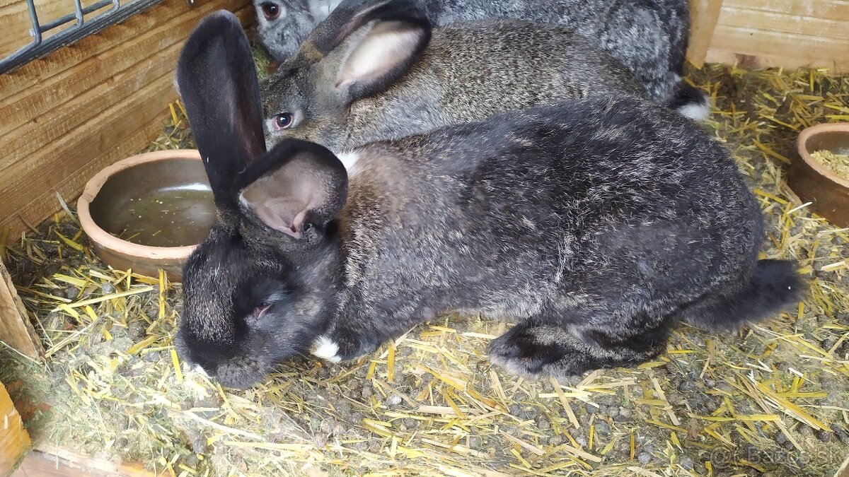 krizence činčila veľká a sarisky obrovity