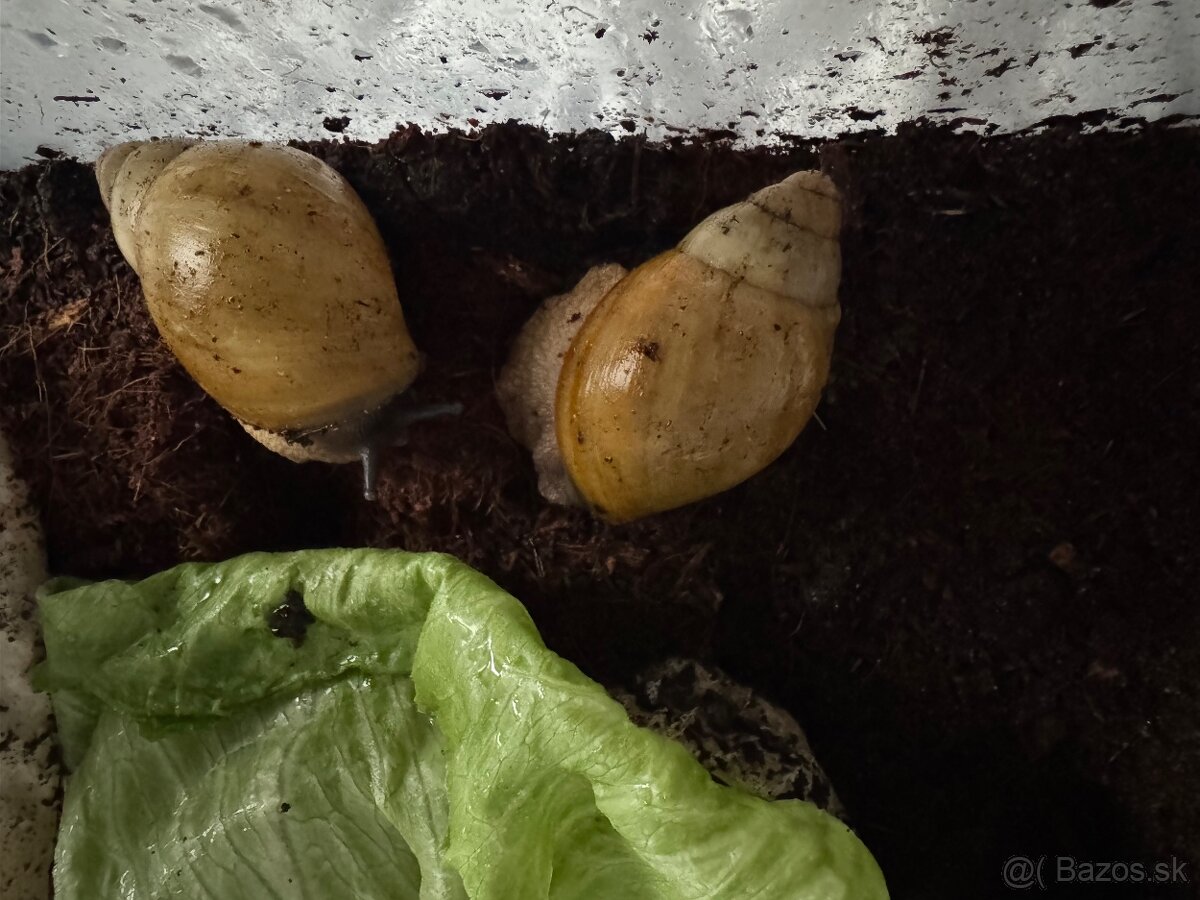 Archachatina marginata candefacta albino shell