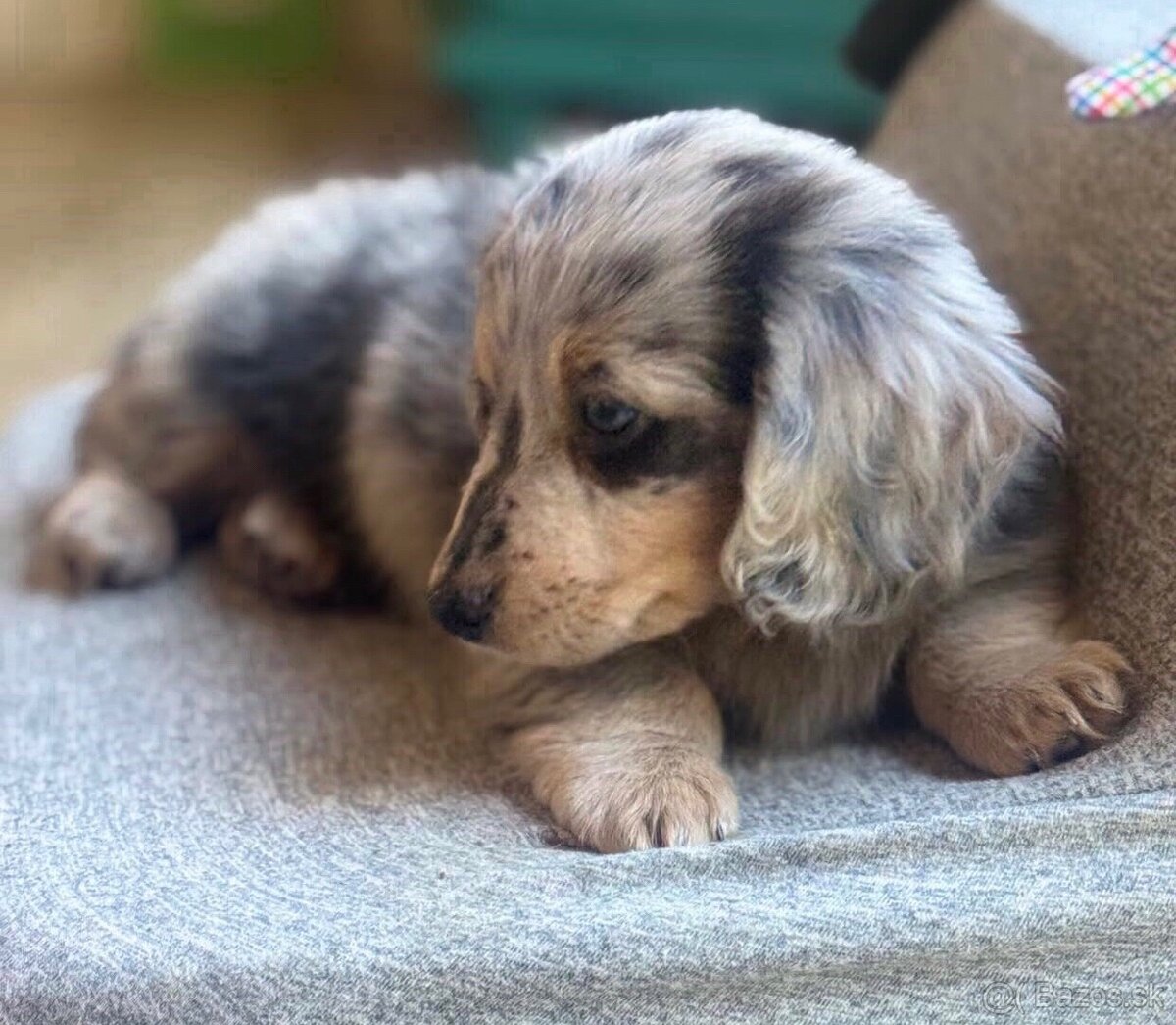 Zdravé šteniatka jazvečíka hľadajú domov